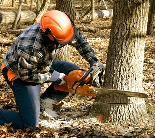Tree Removal in Burke, VA